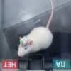 Intelligenza Naturale e Artificiale Assieme: il topo Munito di IA risolve problemi scientifici Intelligenza Naturale e Artificiale Assieme: il topo Munito di IA risolve problemi scientifici